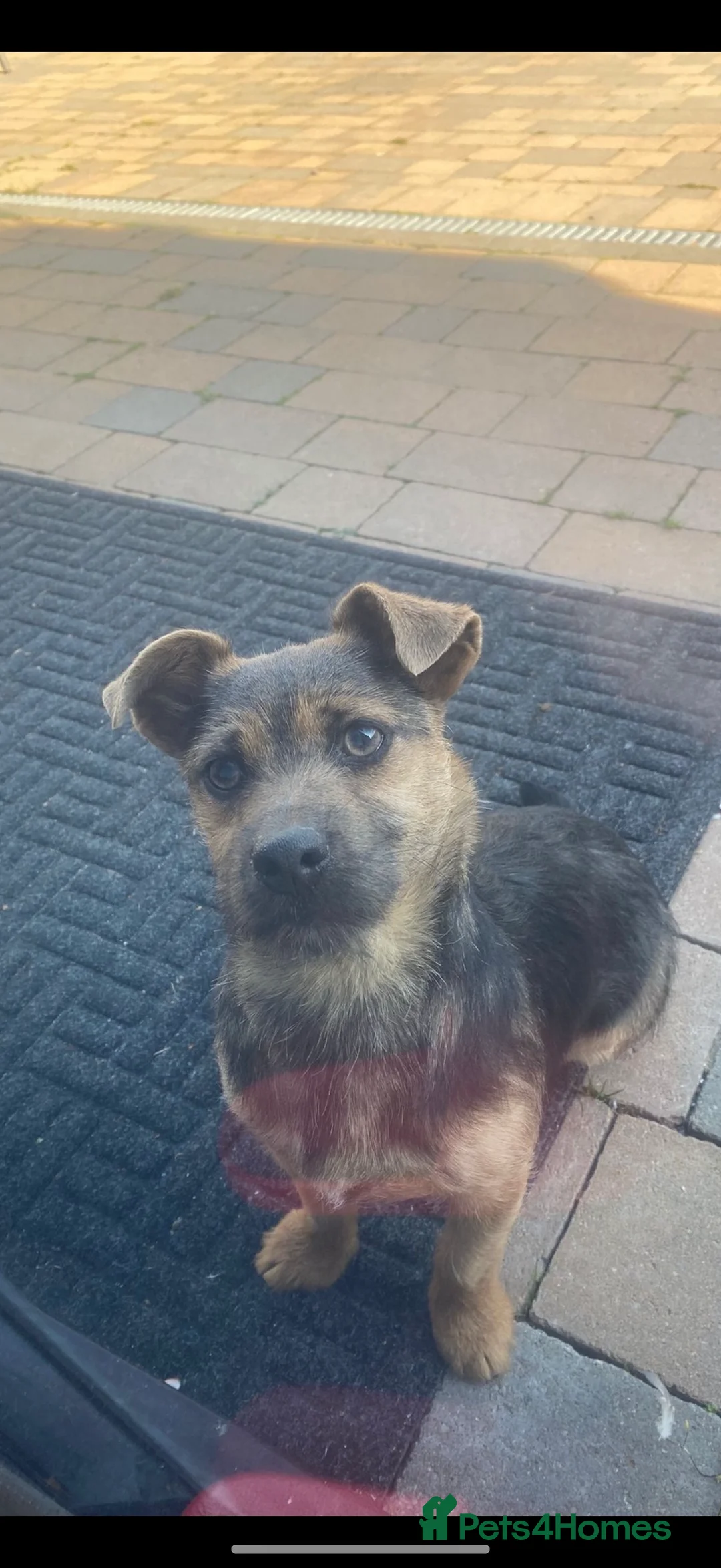 Jack Russell dogs for sale: Minnie - Much Wenlock Jack Russell - Advert 4