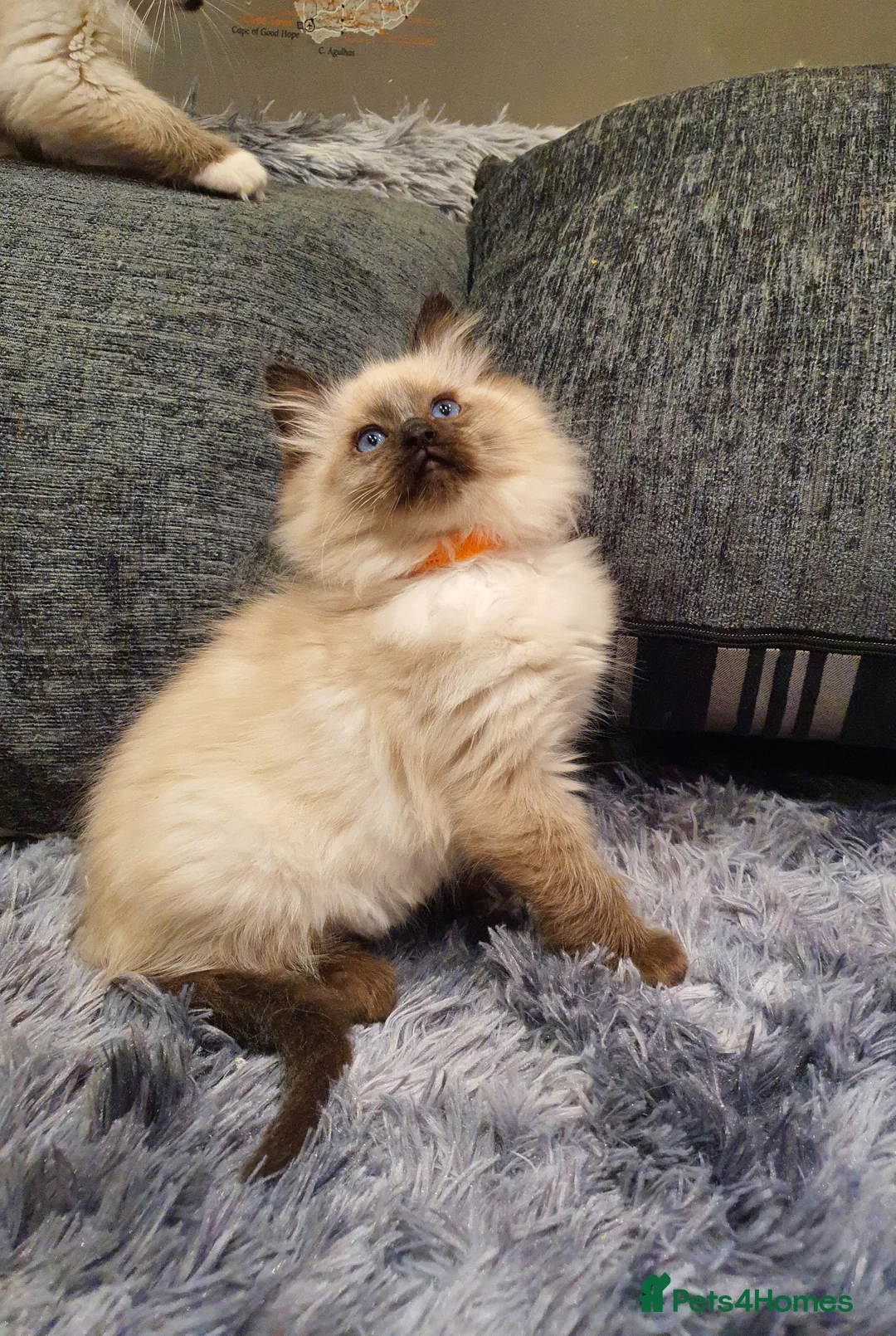 Ragdoll cats for sale: 💖Beautiful GCCF Registered Ragdoll Kittens💖 - Advert 20