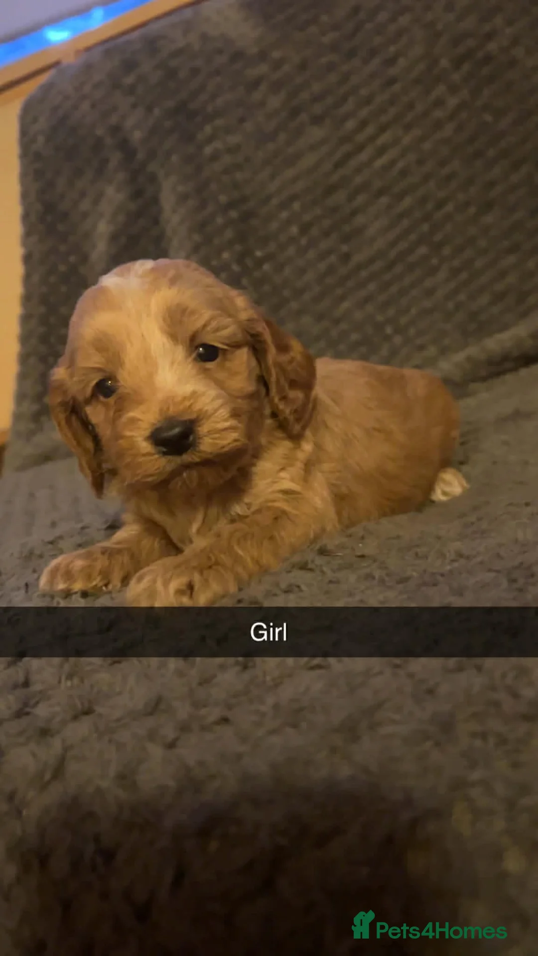 Cockapoo dogs for sale: Cockapoo puppies looking for there forever homes  - Advert 7