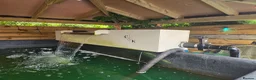 Koi Carp fish for sale: Full pond setup for sale - Advert 6