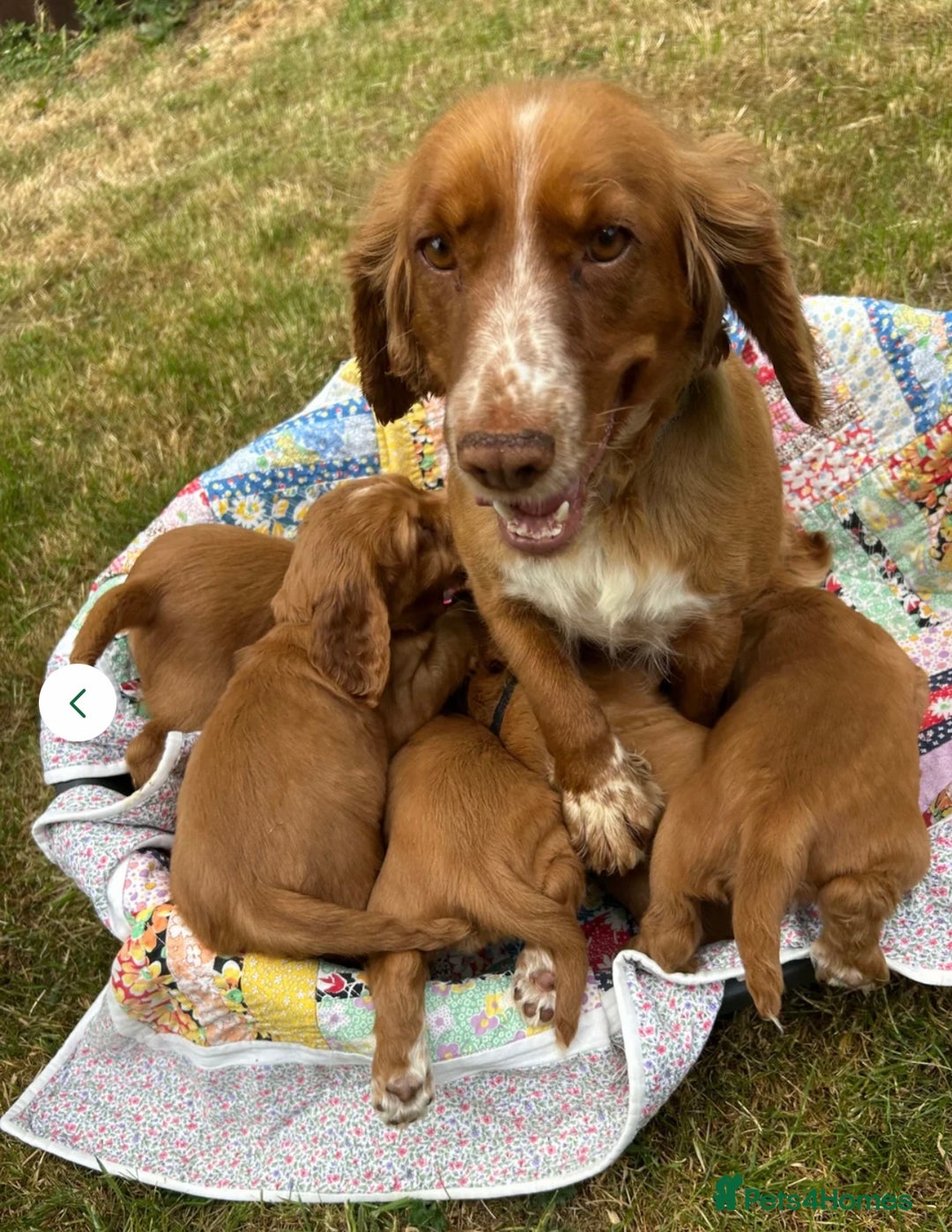 Cocker Spaniel dogs for sale: 🐾 Loving Puppy Looking for His Forever Home 🐾 - Image 2