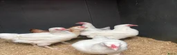 Chickens poultry for sale: 4 female chickens  - Advert 2