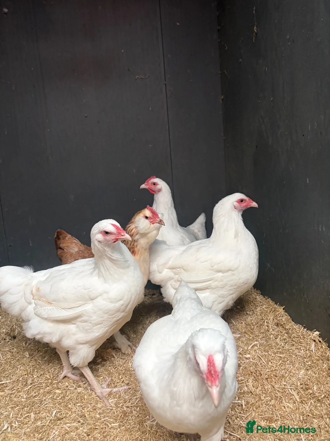 Chickens poultry for sale: 4 female chickens  - Advert 2