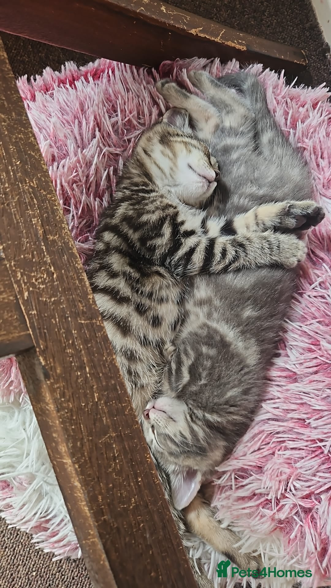 Domestic Shorthair cats Kittensss - Advert 9