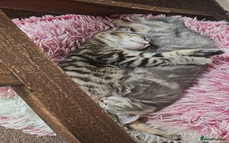 Domestic Shorthair cats for sale: Kittensss - Image 4