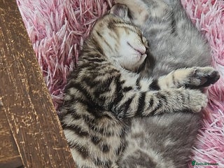 Domestic Shorthair cats - Advert 26