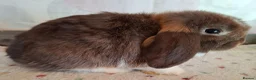 Mini Lop rabbits for sale: Various ages - Advert 9