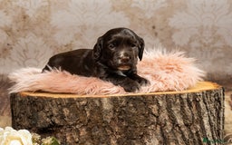 Cocker Spaniel dogs for sale: Last pup Working Cocker Spaniel Puppies! 🐶 in Chatteris - Image 10