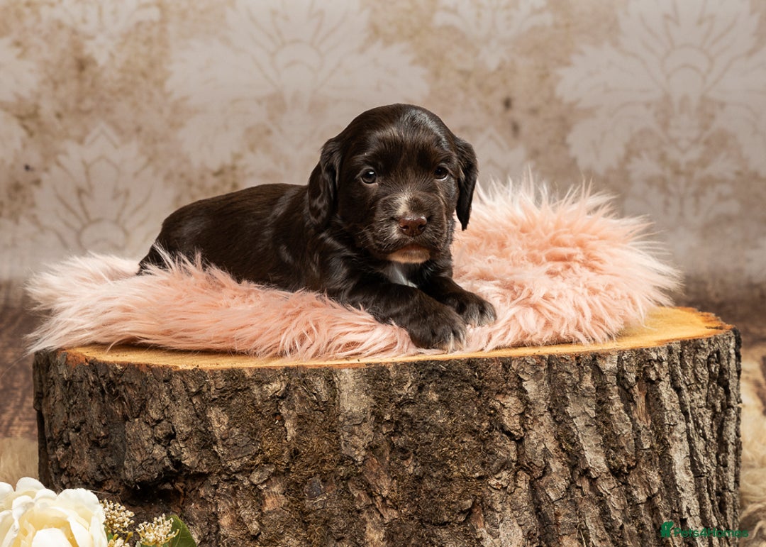 Cocker Spaniel dogs for sale: Last pup Working Cocker Spaniel Puppies! 🐶 in Chatteris - Image 10
