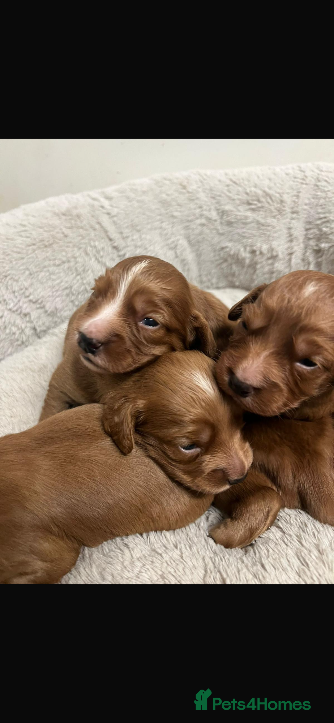 Cocker Spaniel dogs for sale: Beautiful Dark Red KC Registered Cocker Pups - Advert 18