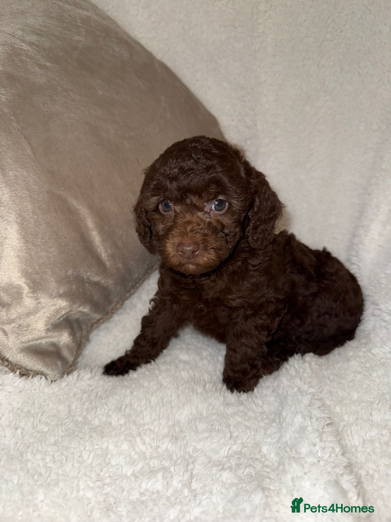 Miniature Poodle dogs 🩷🩷Stunning Chocolate Miniature Poodles🩷🩷 - Advert 13