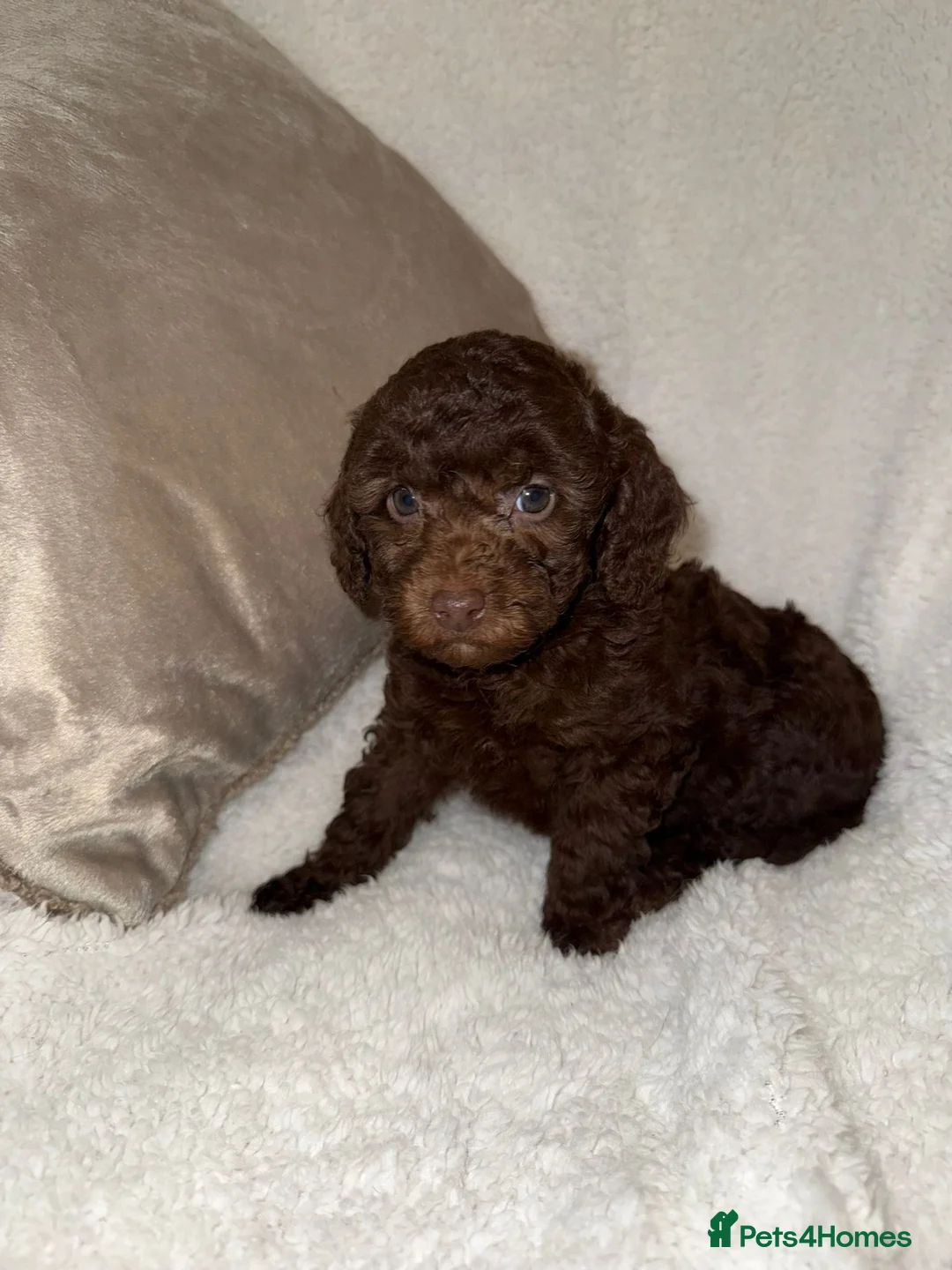 Miniature Poodle dogs for sale: Stunning Chocolate Miniature Poodles - Advert 2