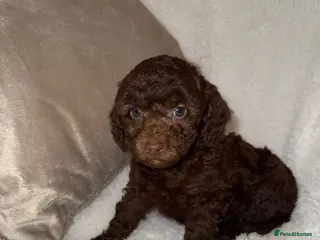 Miniature Poodle dogs 🩷🩷Stunning Chocolate Miniature Poodles🩷🩷 - Advert 13