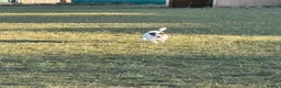 Jack Russell dogs for sale: 2 wired haired Jack Russels - Advert 8