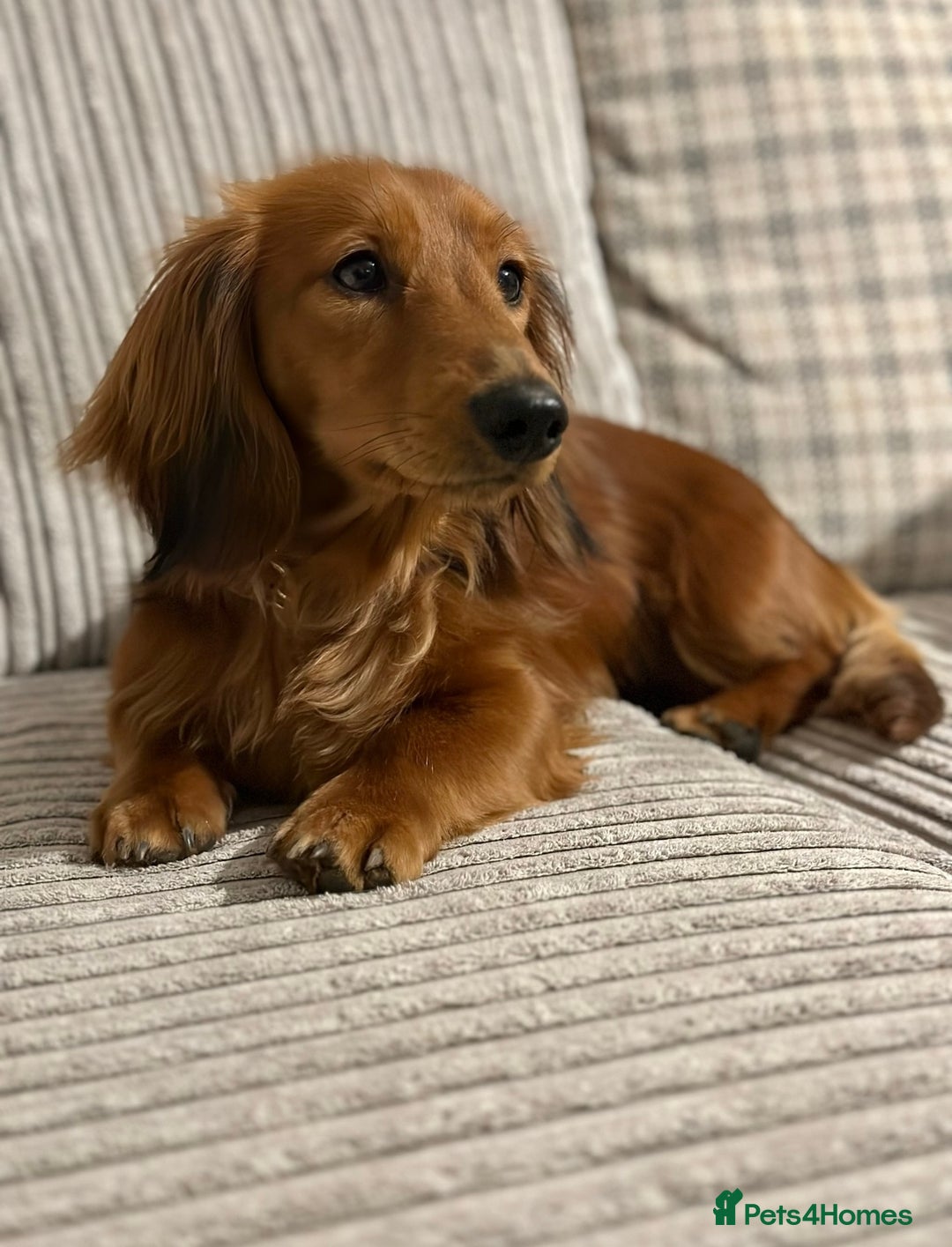 Miniature Dachshund dogs for sale: Gorgeous cheeky Cooper - Advert 2