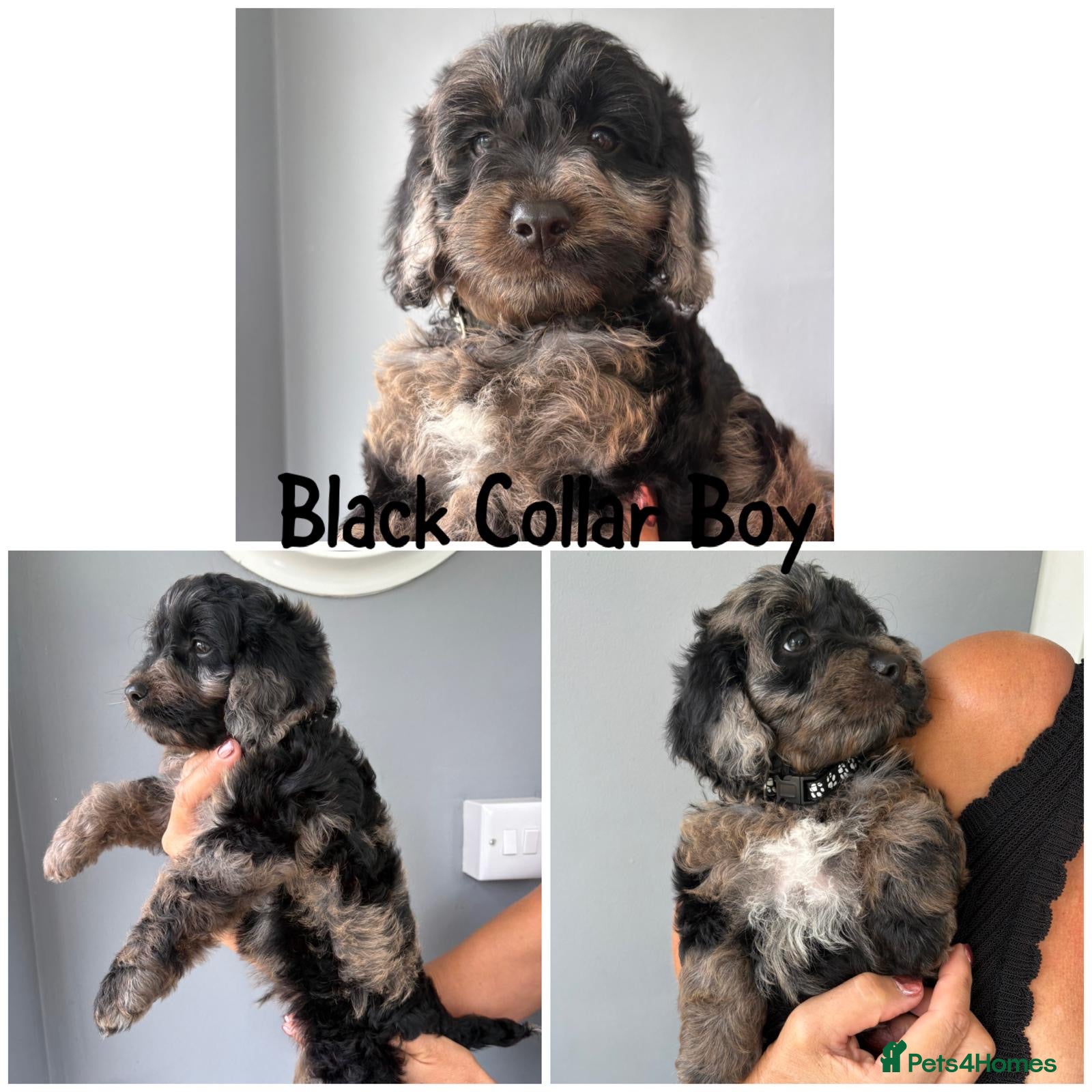Mixed Breed dogs Stunning cockapoo puppies (Ready Now) - Advert 1
