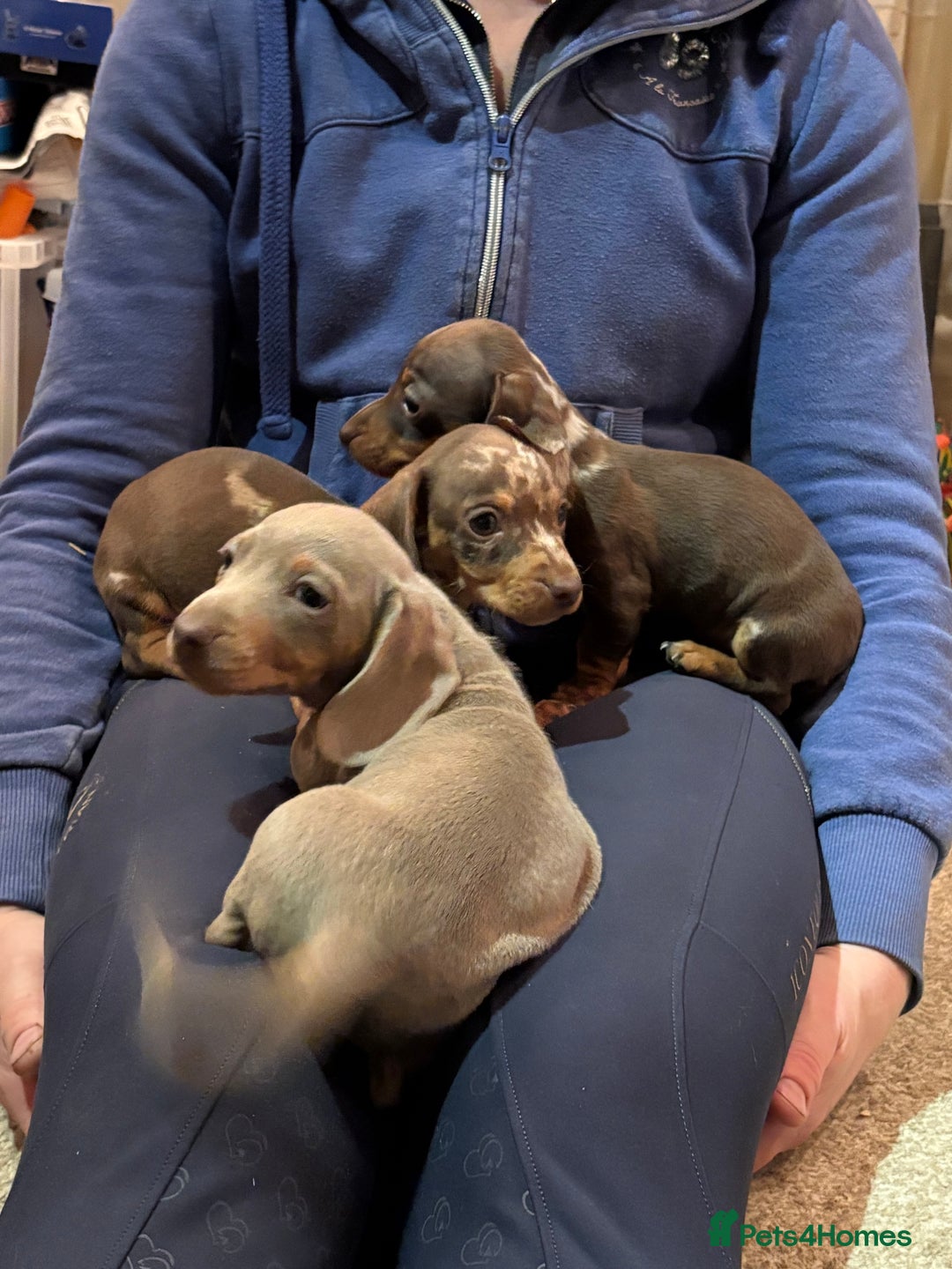 Miniature Dachshund dogs for sale: Stunning kc miniature dachshunds  - Image 2