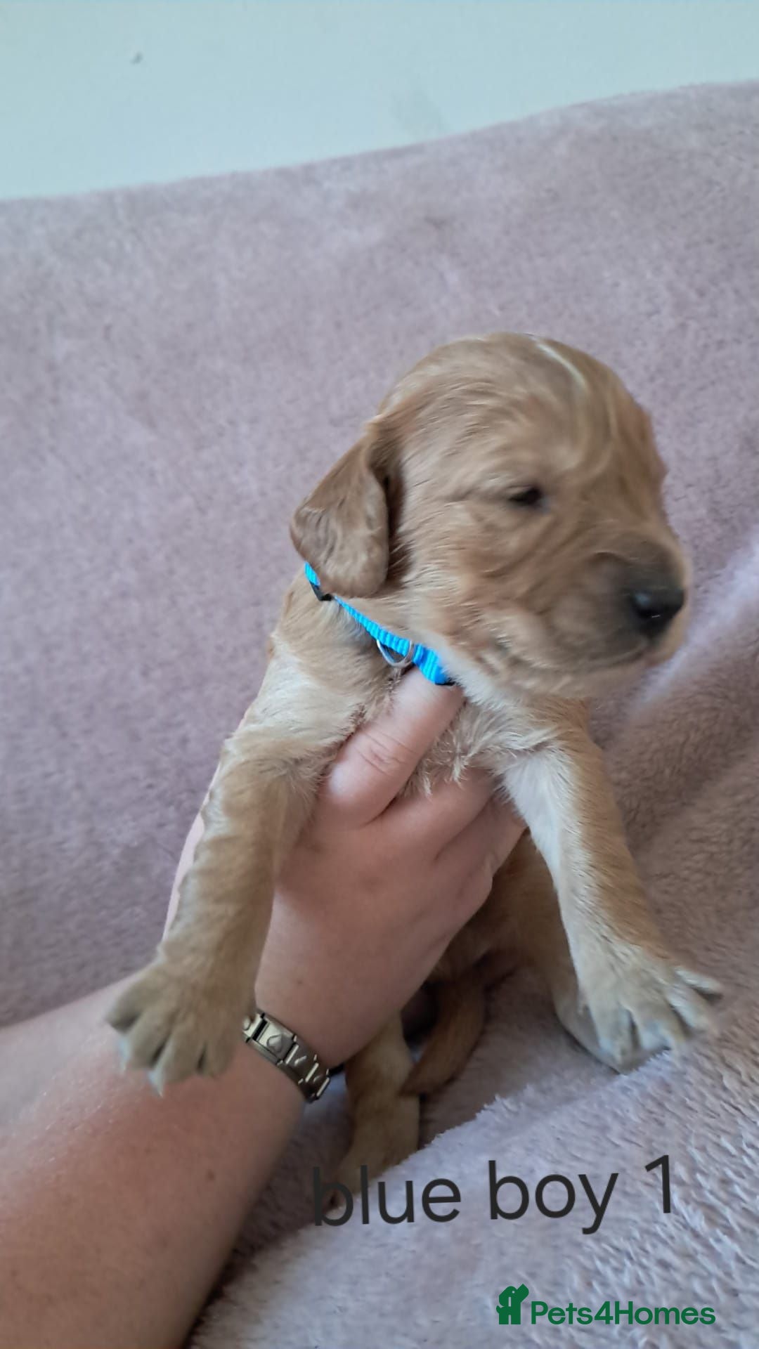 Cockapoo dogs 6 adorable Cockerpoo pups  - Advert 2