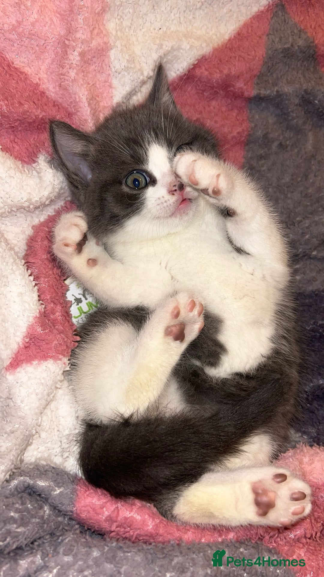 British Shorthair cats for sale: British shorthair kitten  - Advert 3