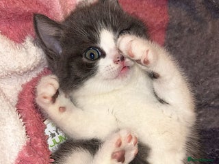 British Shorthair cats British shorthair kitten - Advert 2