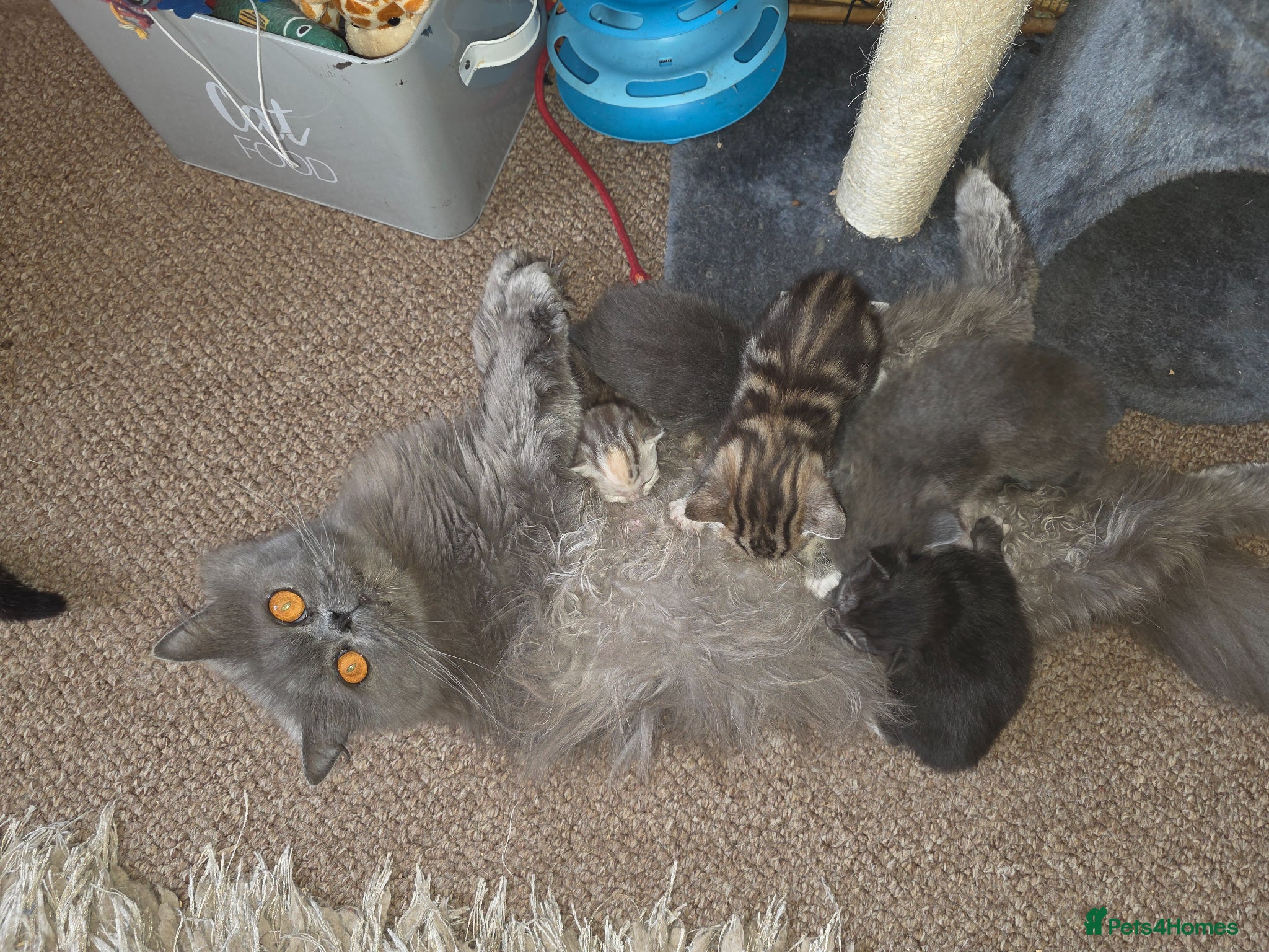 British Shorthair cats Beautiful British Shorthair Kittens  - Advert 1