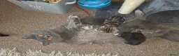 British Shorthair cats for sale: Beautiful British Shorthair Kittens  - Advert 1