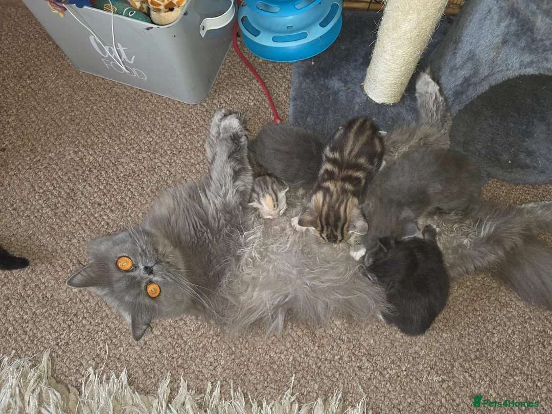 British Shorthair cats for sale: Beautiful British Shorthair Kittens  - Advert 1