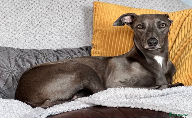 Mixed Breed dogs - Advert 2
