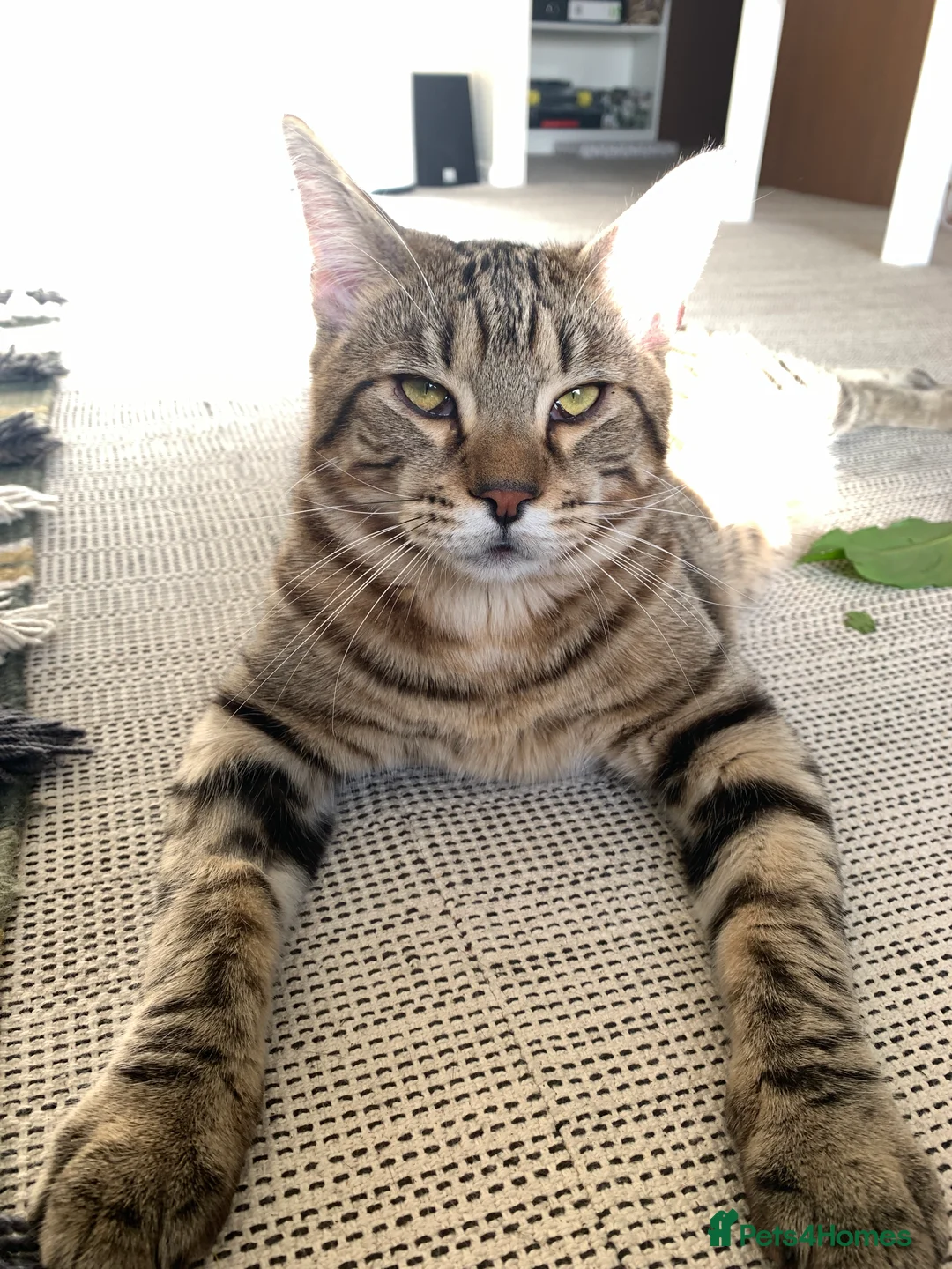 Mixed Breed cats for sale: OBI -Maine Coon/Oriental male cat - Advert 3