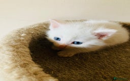 Mixed Breed cats for sale: Turkish Angora Kitten - Image 2