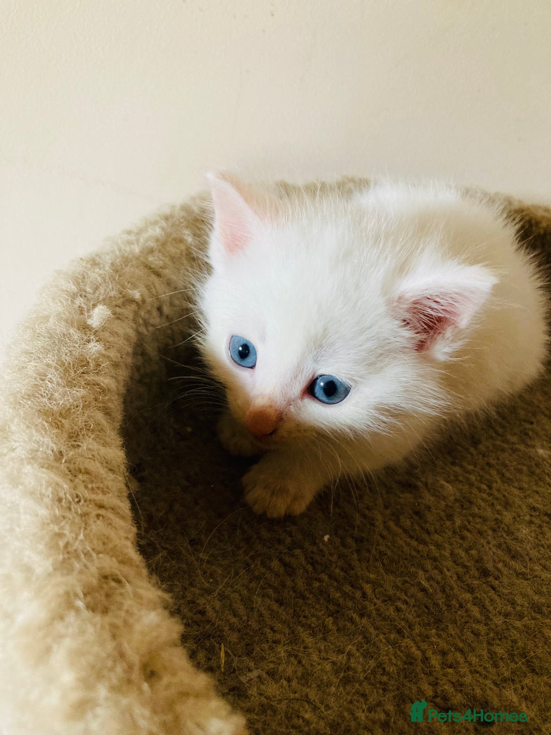 Mixed Breed cats for sale: Turkish Angora Kitten - Image 2