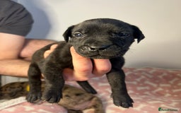 Mixed Breed dogs for sale: mastiff pups🐾 - Advert 20