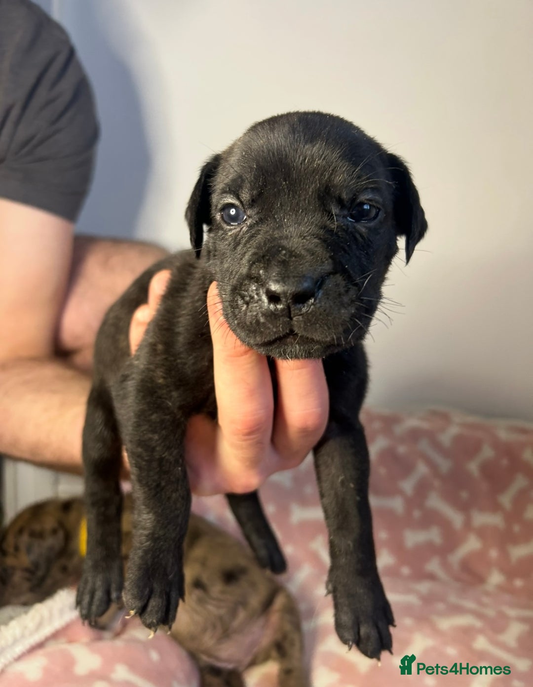 Mixed Breed dogs for sale: mastiff pups🐾 - Advert 20
