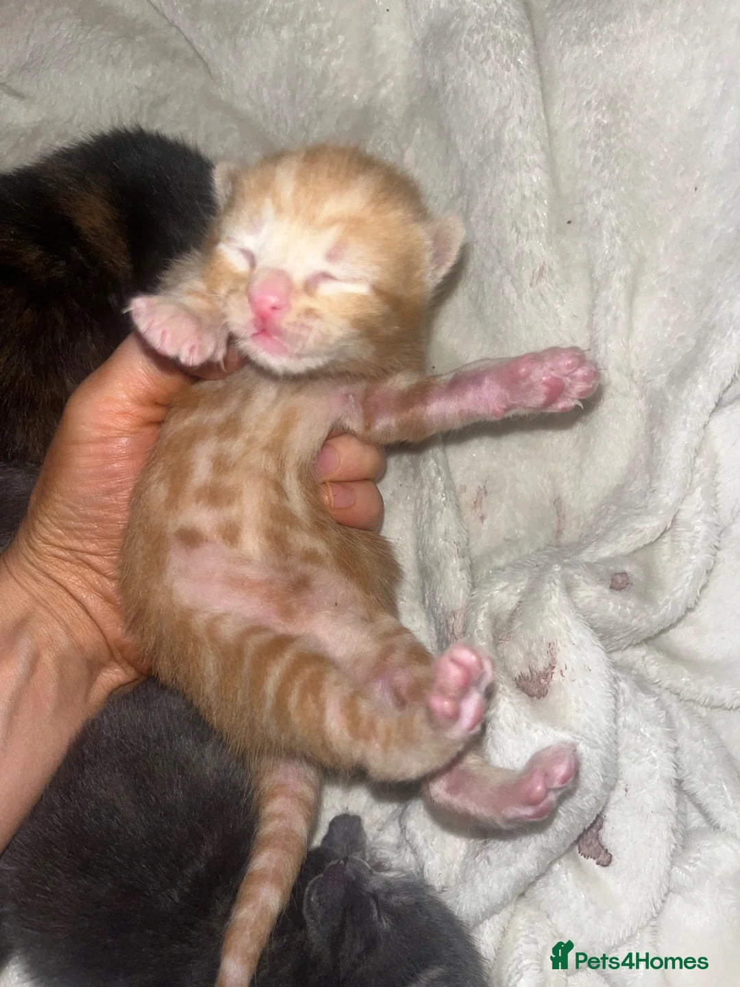 Mixed Breed cats for sale: 4 half Maine Coon kittens  - Advert 2
