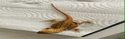 Bearded Dragon reptiles for sale: Bearded dragons in Hull - Advert 4