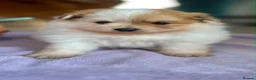 Pomeranian dogs for sale:  Pomeranian Puppies – Available to Reserve - Advert 6