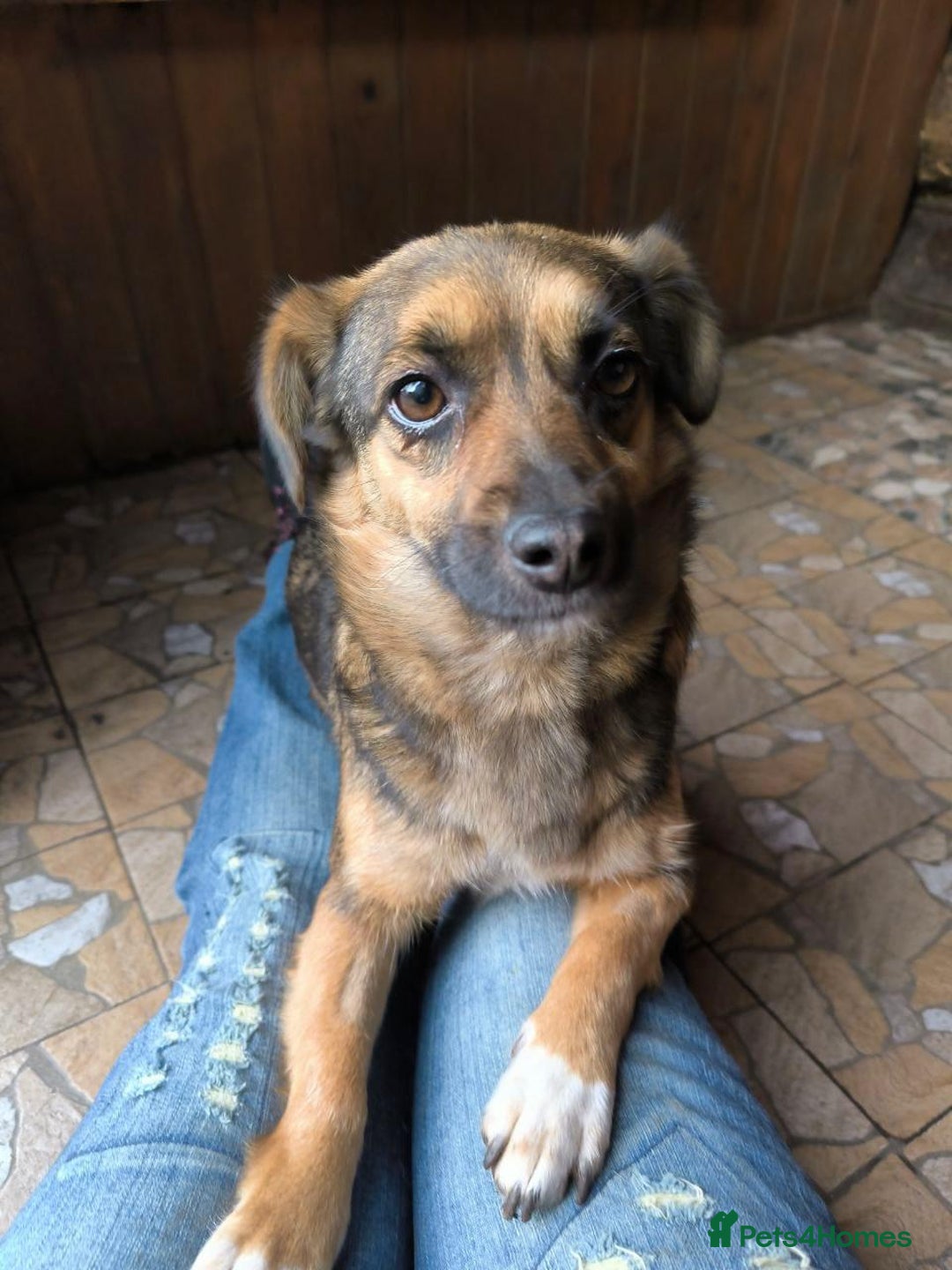 Mixed Breed dogs for adoption: 💖🐶 CHILLY 🐶💖 - Advert 14