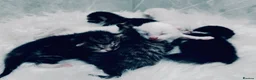 Mixed Breed cats for sale: Seven Beautiful Kittens Looking for Loving Homes - Advert 1
