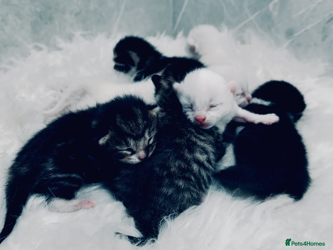 Mixed Breed cats for sale: Seven Beautiful Kittens Looking for Loving Homes - Advert 1