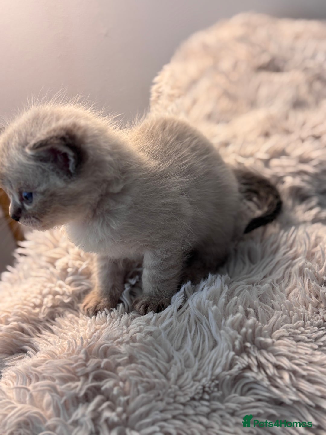 Persian cats for sale: Adorable Persian × Bengal Kittens  - Image 11