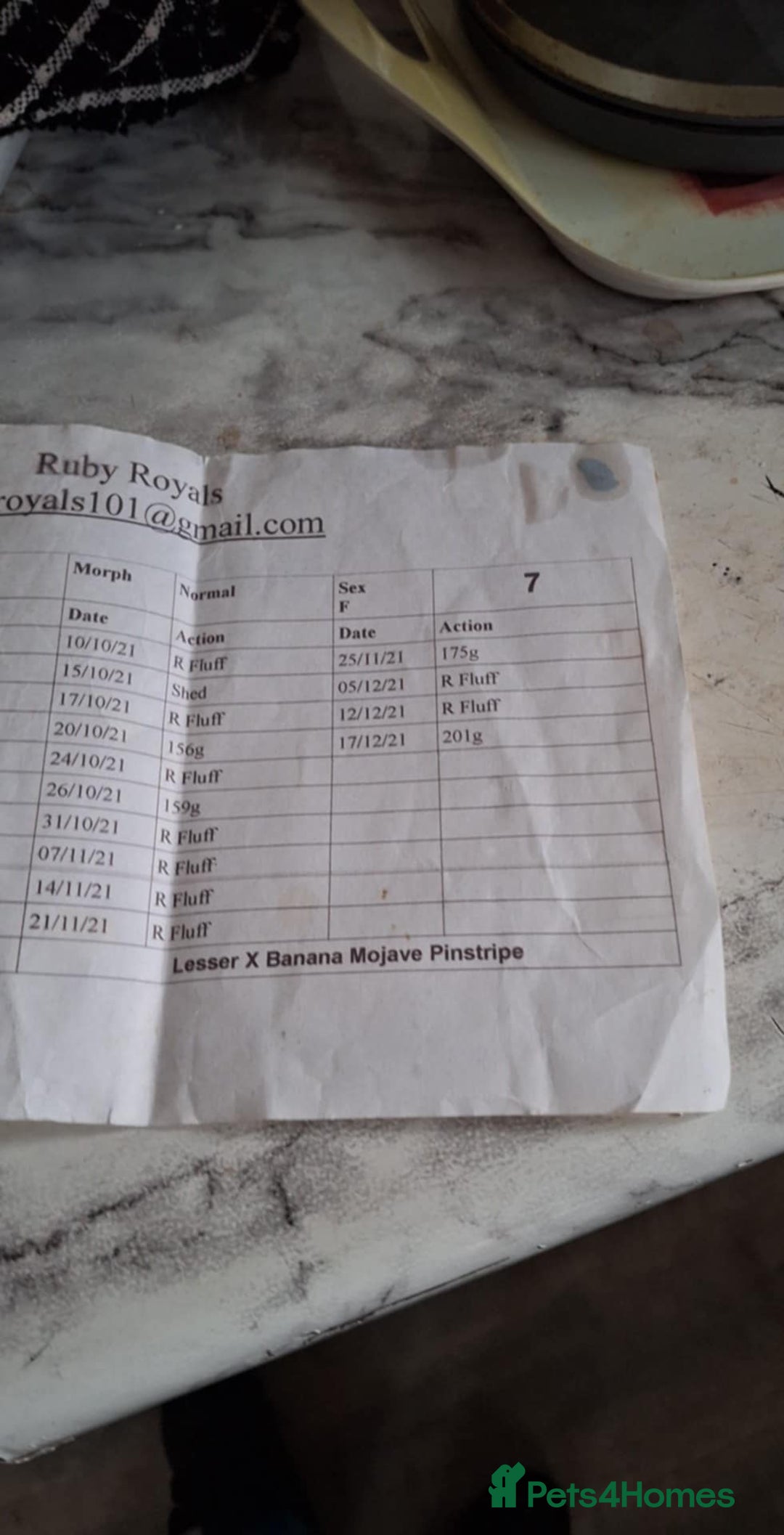 Gouramis fish for sale: 3 ball pythons  in Sutton-in-Ashfield - Image 3