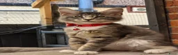 Maine Coon cats for sale: ❤️ TICA Registered Maine Coon Kittens Ready Now ❤️ - Advert 23