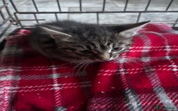 Mixed Breed cats for sale: 6 mixed breed kittens - Image 2