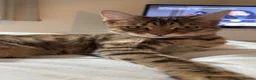 Mixed Breed cats for sale: Female mixed Bengal cat  - Advert 3