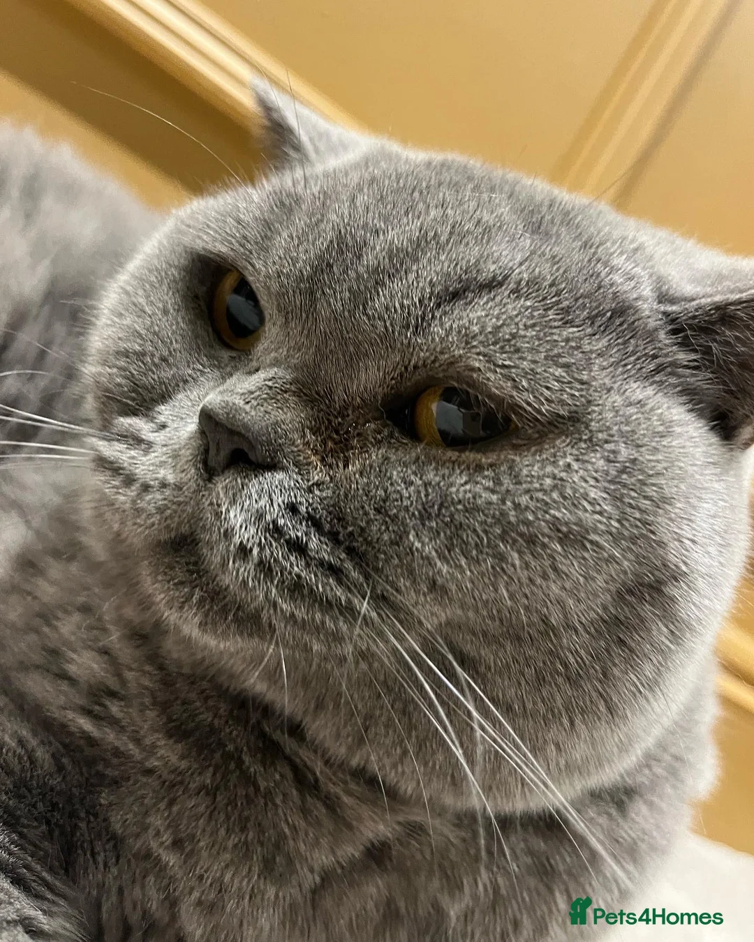 British Shorthair cats for sale: [House Cat] Quiet loving family home for Poppy  - Advert 2