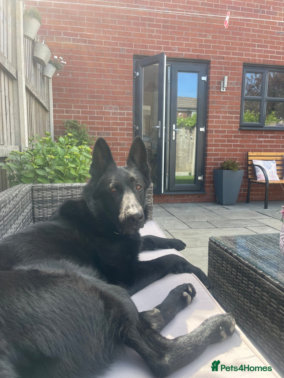 German Shepherd dogs for sale: Beautiful German shepherd - perfect family dog - Advert 2