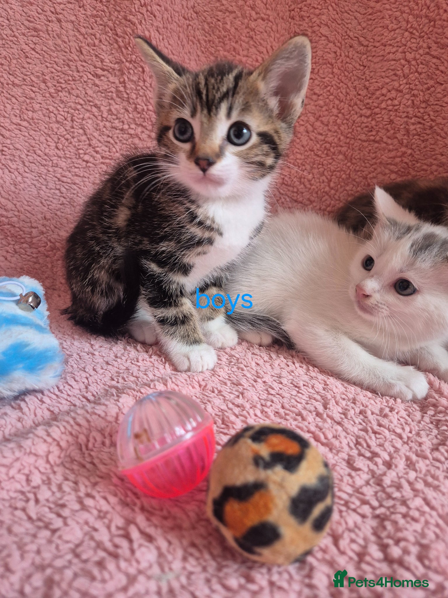 Arabian Mau cats Gorgeous kittens  - Advert 1