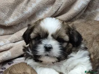 Shih Tzu dogs Shih Tzu puppies - Advert 14