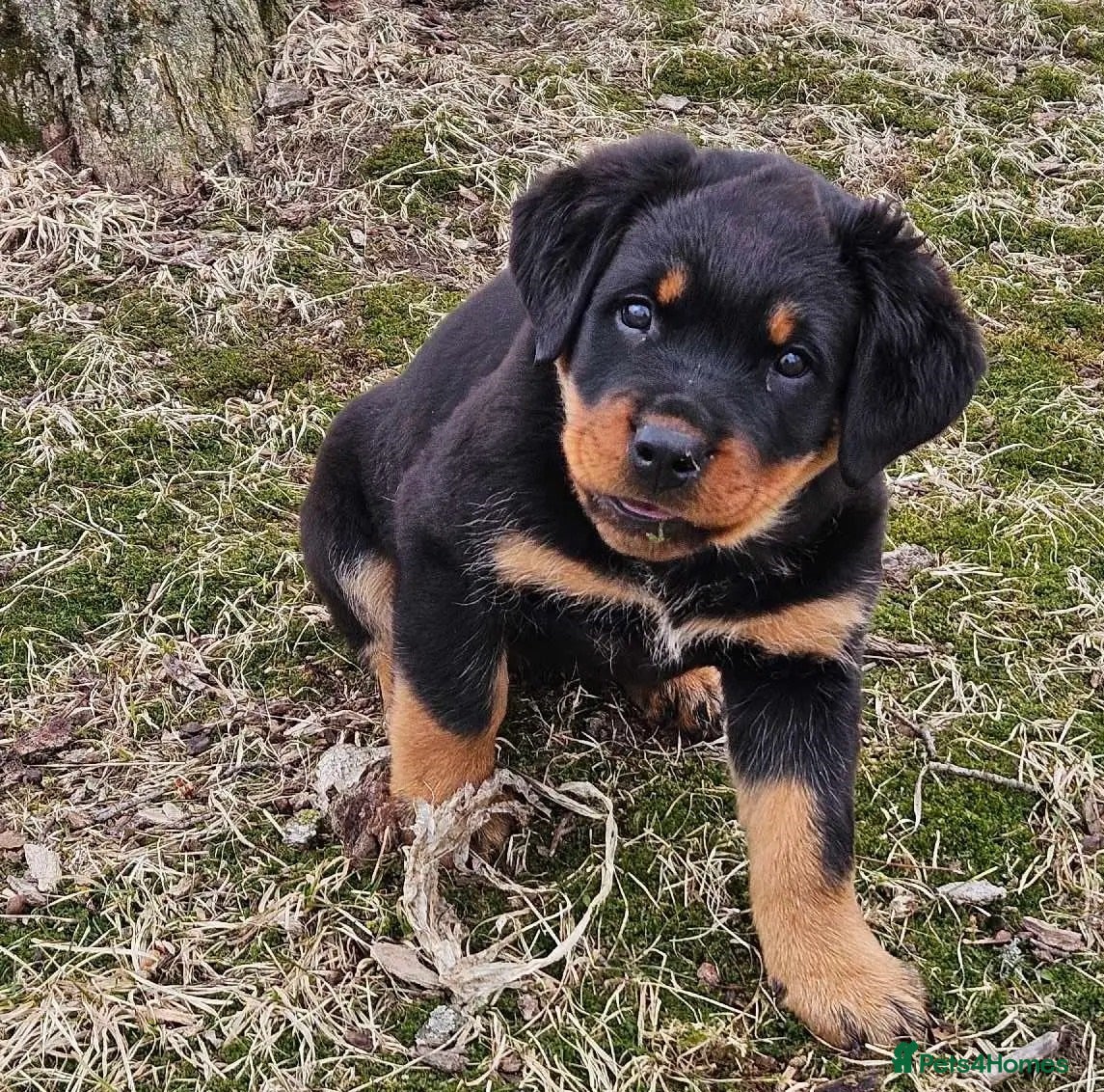 Rottweiler dogs Fantastic super raised Rottweiler pups - Advert 2