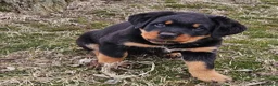 Rottweiler dogs for sale: Fantastic super raised Rottweiler pups in Daventry - Advert 1